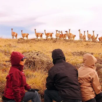 SAFARI-EXPERIENCE-5 SAFARI-EXPERIENCE-5