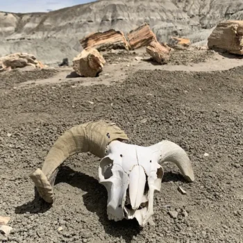 bosque-petrificado-1 bosque-petrificado-1