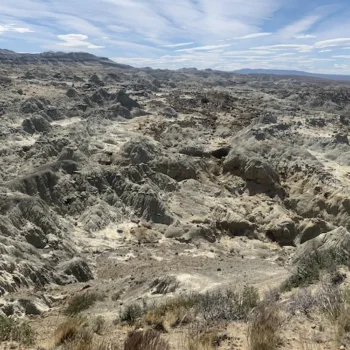 bosque-petrificado-2 bosque-petrificado-2