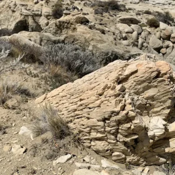 bosque-petrififcado-3 bosque-petrififcado-3