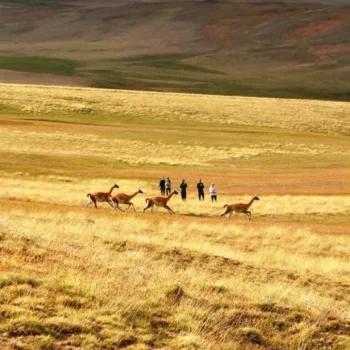 safari-experience-1-768x768-1 excursion safari experience