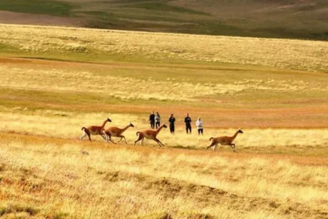 Safari Experience - Tour en El Calafate, Patagonia Argentina