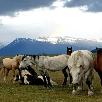 cabalgata-experience-5