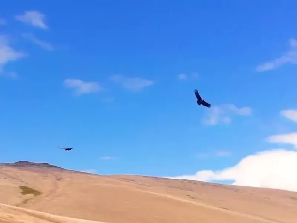 Video del Cañadón Experience con trekking y rappel en el cañadón del arroyo Calafate
